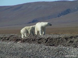 greenpeace.org greenpeace.org