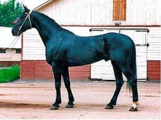 Депутат: Омурбек Бабанов получил взятку в виде английского породистого скакуна