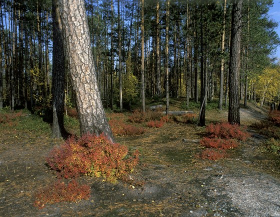 лес - фото: Nikolay Gyngazov / Russian Look