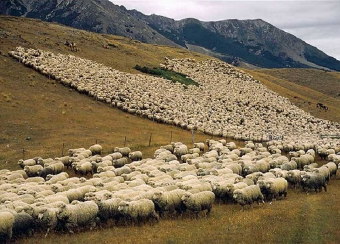 Сельское хозяйство в Дагестане